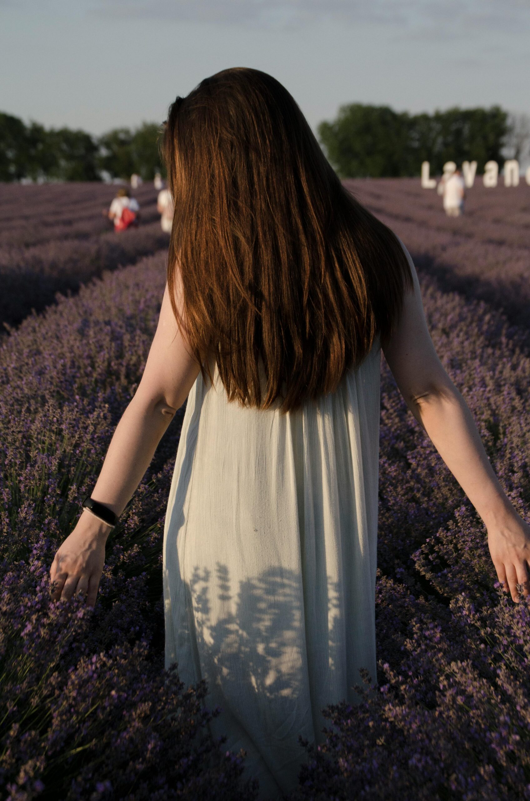 Back view of a woman in a lavender field, enjoying the sunset scenery. Nature and tranquility.