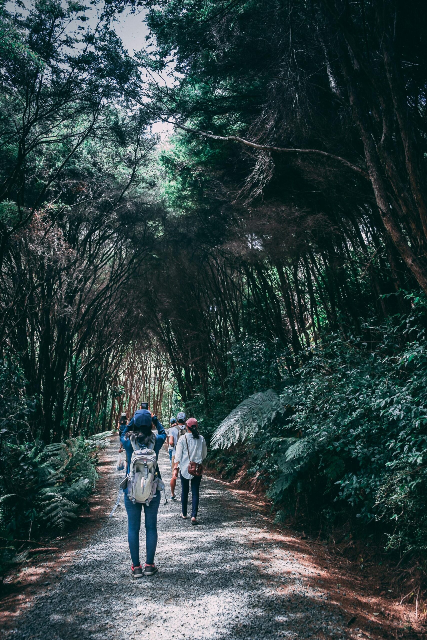 A group of friends hiking through a lush forest on a sunny day, enjoying nature and adventure.
